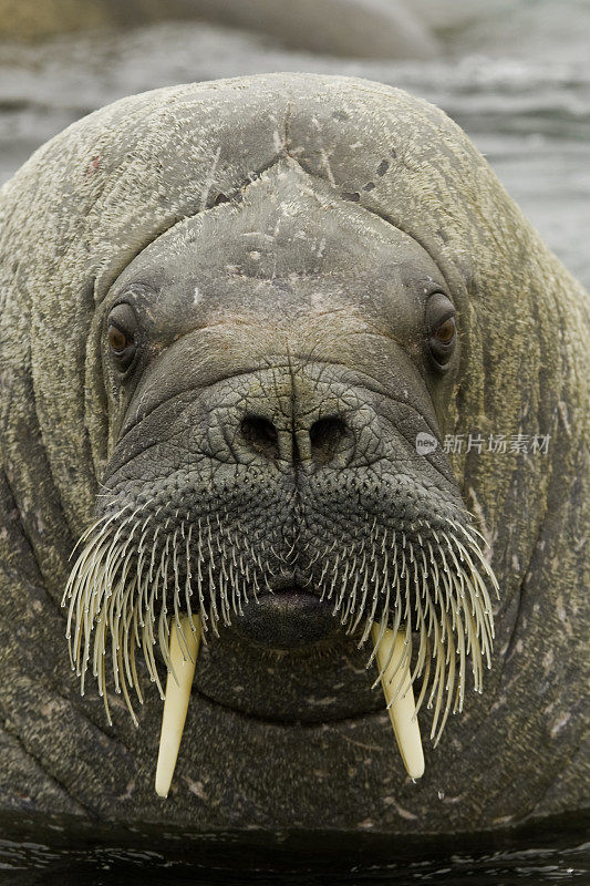 海象(Odobenus rosmarus)是一种大型的鳍状海洋哺乳动物，在北半球的北冰洋和亚北极海域有不连续的环极分布。